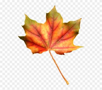 Tubes Feuilles Png Pour Vos Créas D'automnefeuilles - Maple Leaf