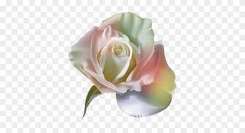 Tubes Fleurs - Good Morning Monday With Roses