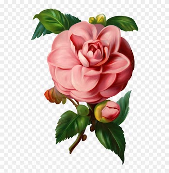 Tubes Fleurs - Vintage Rose Vector Png
