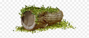 Tubes Nature - Tronco En Png