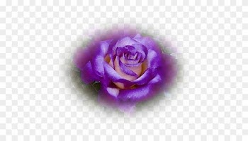 Tubes Roses - Dick Clark Grandiflora Rose