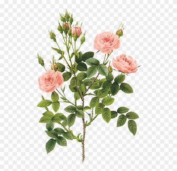 Tubes Victoriens / Fleurs - Cafepress Pierre-joseph Redoute Rose 5'x7'area Rug