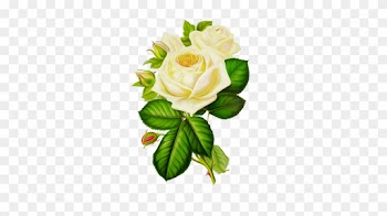 Tubes Victoriens / Fleurs - Gif Roses And Butterfly