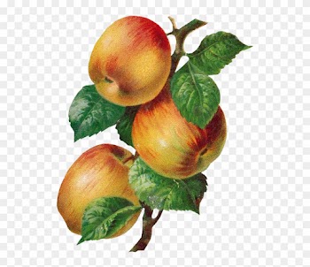 Tubes Victoriens / Fruits - Full-color Fruits And Flowers Illustrations [book]