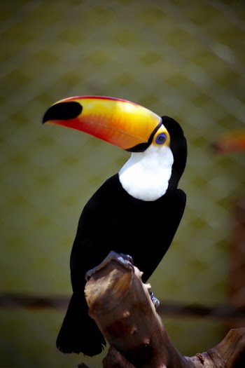 tucano.jpg