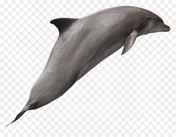 Tucuxi Common bottlenose dolphin Wholphin White-beaked dolphin - Dolphin 