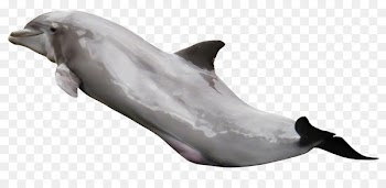 Tucuxi Dolphin - Dolphin 