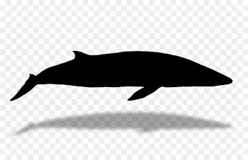 Tucuxi Dolphin Fauna Silhouette -  