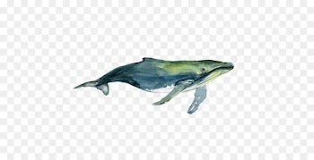 Tucuxi Humpback whale Watercolor painting Drawing - Watercolor Whale 