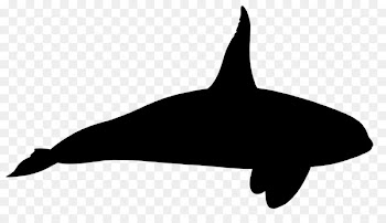 Tucuxi Killer whale Dolphin Clip art Fauna -  