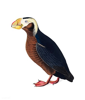 Tufted Auk illustration | Free stock vector - 457871