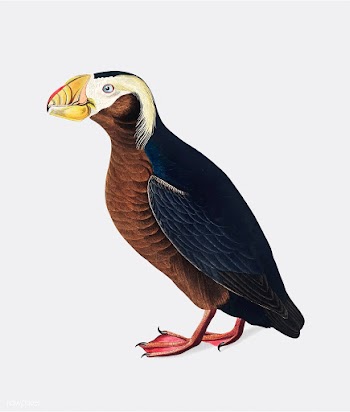 Tufted Auk illustration | Free stock vector - 457907