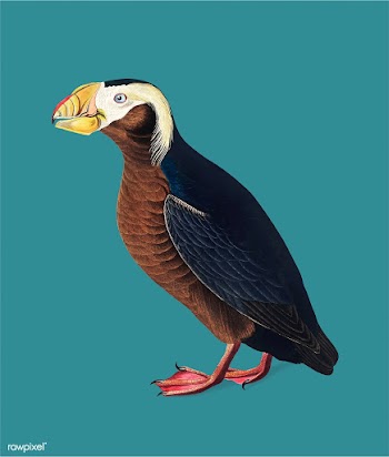 Tufted Auk illustration | Free stock vector - 457921