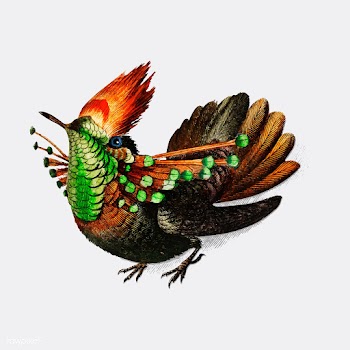 Tufted Coquette (Lophornis Ornatus) illustrat.. | Free stock vector - 467398