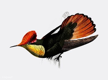 Tufted Coquette (Lophornis Ornatus) illustrat.. | Free stock vector - 467664