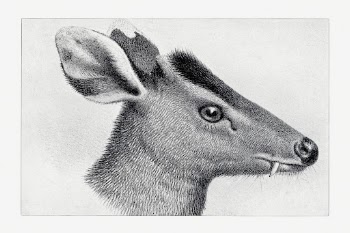 Tufted deer, animal lithograph, The | Free Photo Illustration - rawpixel