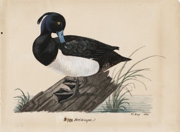 Tufted duck, 1835, Magnus Von | Free Photo - rawpixel