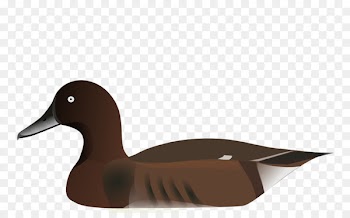 Tufted duck Madagascan pochard Madagascar Scalable Vector Graphics - duck 