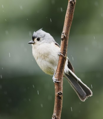 Tufted titmouse bird. Free public | Free Photo - rawpixel