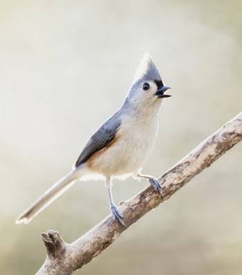 Tufted titmouse bird. Free public | Free Photo - rawpixel