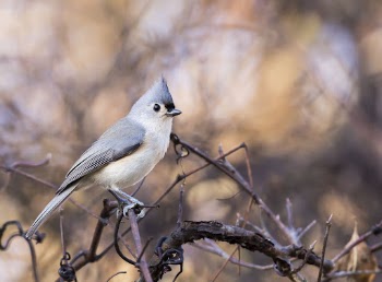 Tufted titmouse bird. Free public | Free Photo - rawpixel