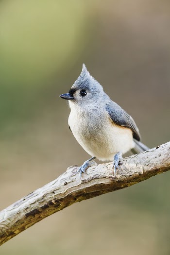 Tufted titmouse bird. Free public | Free Photo - rawpixel