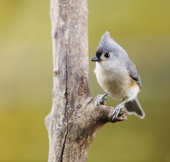 Tufted titmouse bird. Free public | Free Photo - rawpixel