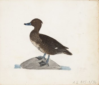 Tukkasotka, naaras, 1830
part of a sketchbook, | Free Photo - rawpixel