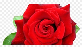 Tulasi Incense Cones - 15 Cones (red Rose)