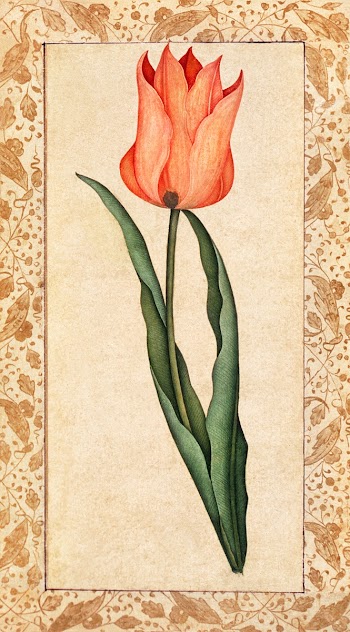 Tulip (1708&ndash;1709). Original from the Los Angeles County Museum of Art. Digitally enhanced by rawpixel.