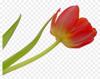 Tulip, Blossom, Bloom, Flower, Spring, Plant, Nature - Flower