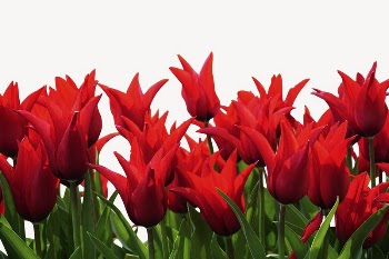 Tulip border collage element, nature | Free PSD - rawpixel