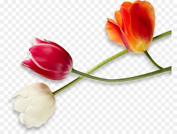 Tulip Bustld Wedding Cut flowers Plant stem - tulip 
