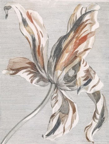 Tulip by Johan Teyler (1648-1709). | Free Photo Illustration - rawpixel