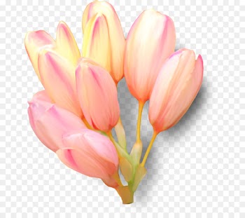 Tulip Clip art Flower Portable Network Graphics Petal - tulip 