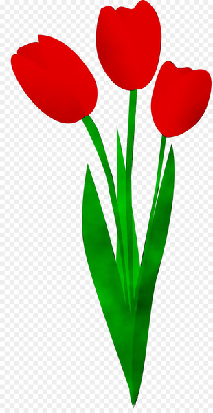 Tulip Clip art Plant stem Cut flowers Petal -  