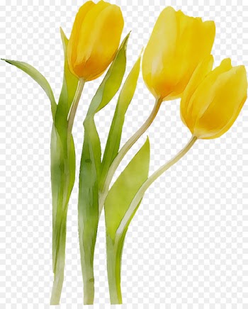 Tulip Cut flowers Floristry Flower bouquet -  