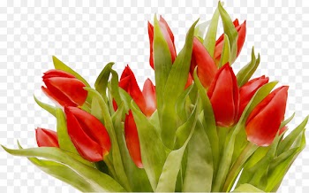 Tulip Cut flowers Floristry Flower bouquet -  