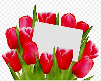 Tulip Cut flowers Floristry Flower bouquet -  