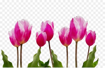 Tulip Cut flowers Plant stem Bud Herbaceous plant -  