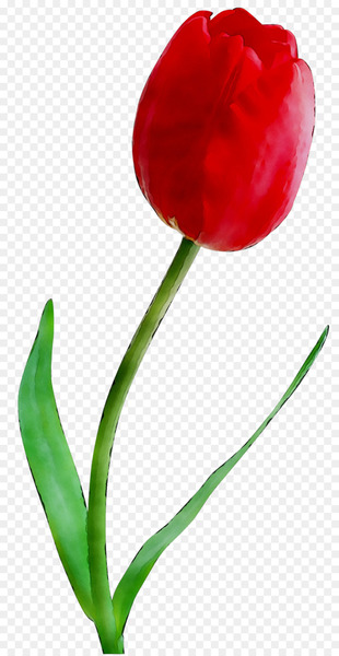 Tulip Cut flowers Plant stem Bud Peppers -  