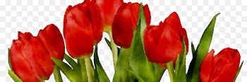 Tulip Cut flowers Plant stem Bud Petal -  
