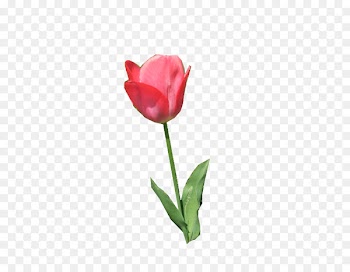 Tulip Cut flowers Plant stem Bud Rose - tulip 