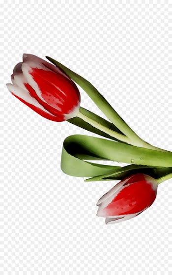 Tulip Cutlery Product design -  