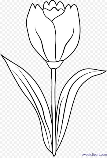 Tulip Drawing Clip art Image Graphics - tulip 
