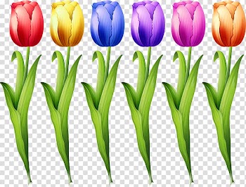 Tulip Euclidean Flower Illustration, Colorful tulips transparent background PNG clipart