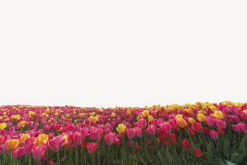 Tulip field background, spring flower | Free PSD - rawpixel
