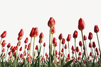 Tulip field background, spring flower | Free PSD - rawpixel