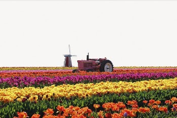 Tulip field border collage element, | Free PSD - rawpixel
