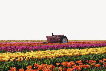 Tulip field border collage element, | Free PSD - rawpixel